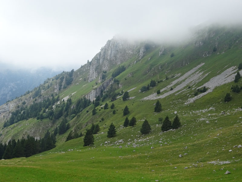 Ursus arctos.....l''habitat